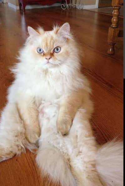triple coted blu eyes 03125718522