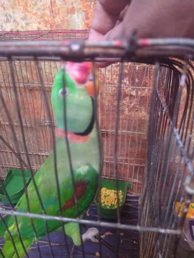 KASHMIRI RAW PARROT