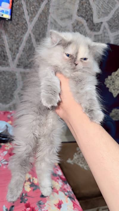 Punch face baby kitten