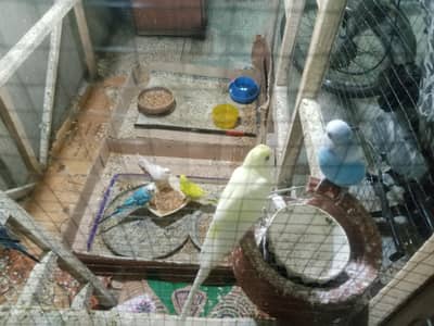 Buggies parrots For sale