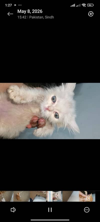 Persian kitten