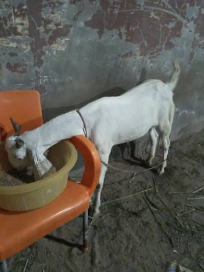 2 Dant Khassi Bakra Jori Hai