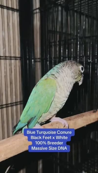 Blue Turqouise breeding Pairs