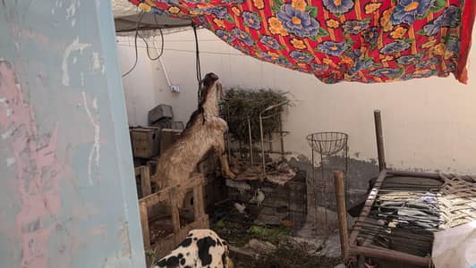 bakra for sale