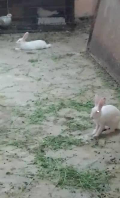 Rabbit red eyes