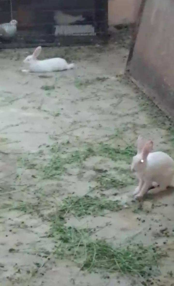 Rabbit 0