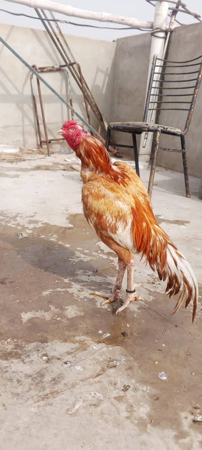 Aseel mianwali or Narangi murga