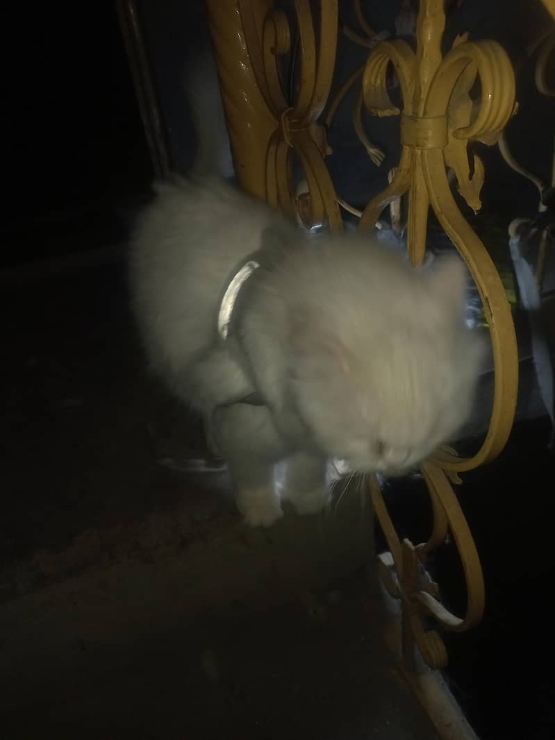 Percian Cat 2