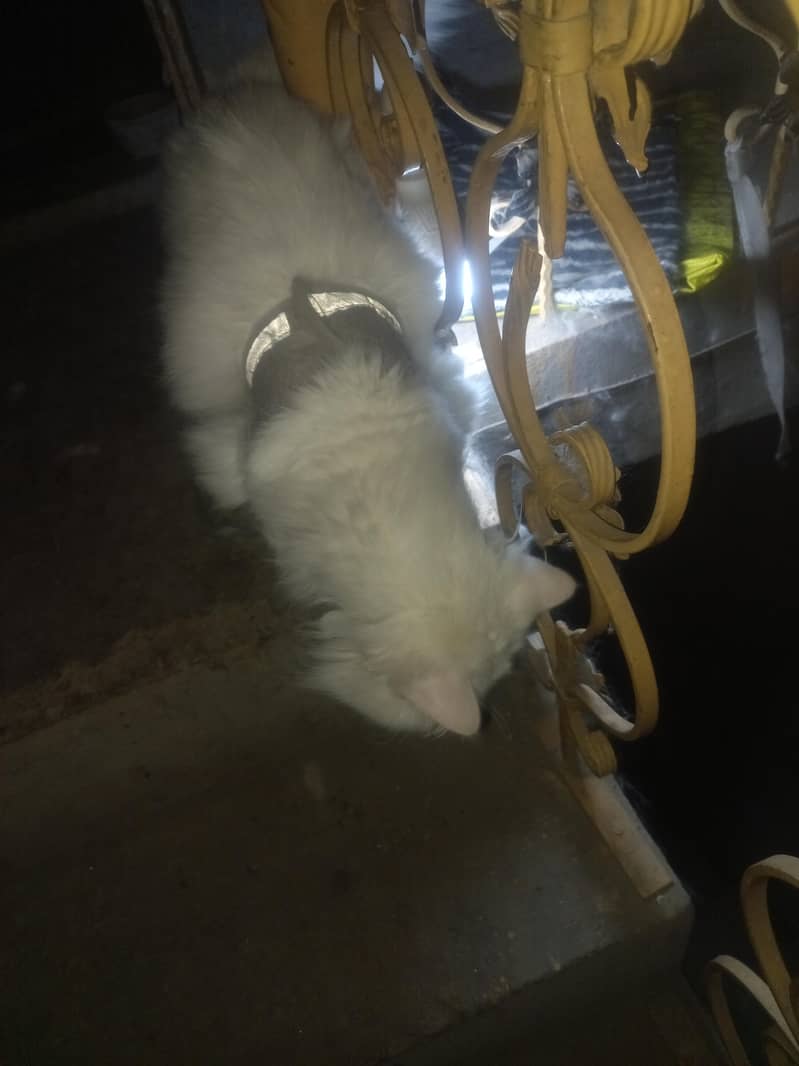 Percian Cat 3