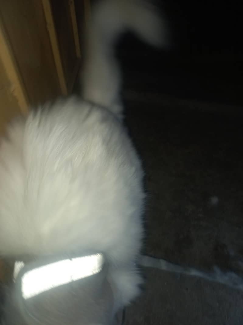 Percian Cat 4