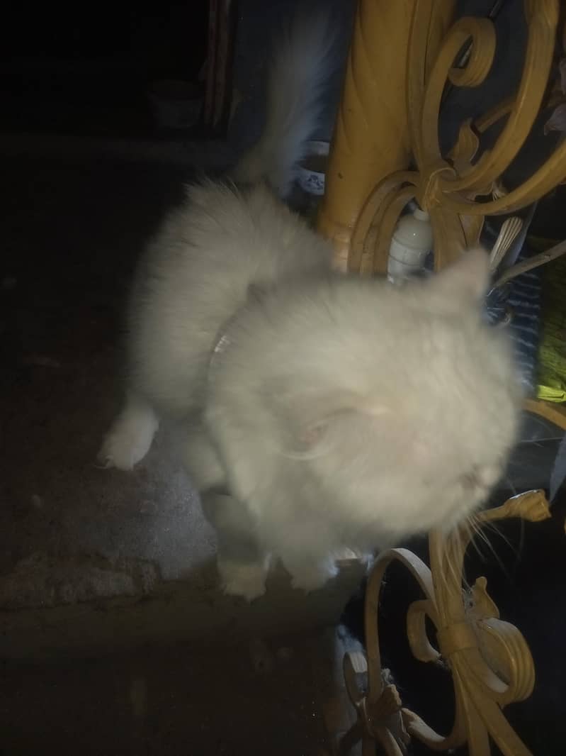 Percian Cat 5