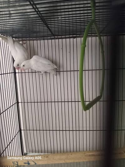 Love Birds