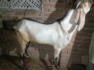 Qurbani ka Bakra for sale do dant mein hai
