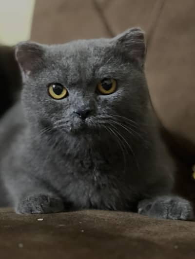 British Short hair Female 