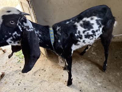 Dondi bakriya for sell