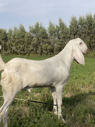 Pure White Long Ears Bakra – Healthy & Active