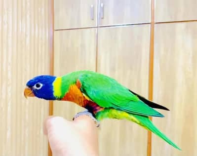 Red Collar lorikeet for sale (cockatoo) (grey parrot) (parrot) (bird)