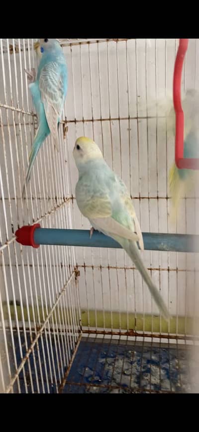 Rainbow breeder pair with 6 pathay