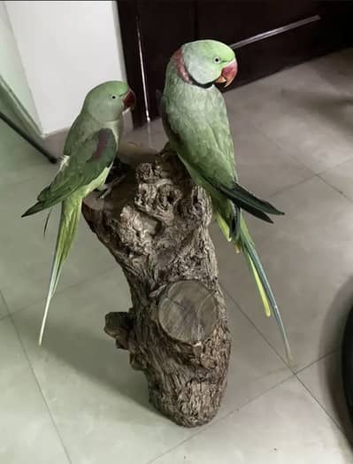 Pure Raw Parrots pair extreme heavy quality