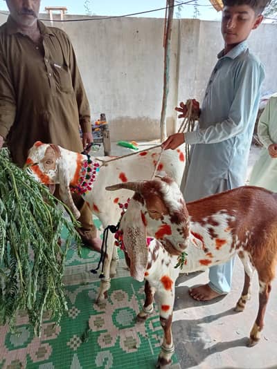 2 Shandaar Qurbani ke Bakre Pake Khery  For Sale