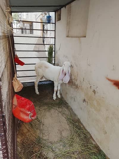 kakka Sargodha healthy active Ghar Ka Pala hwa ha