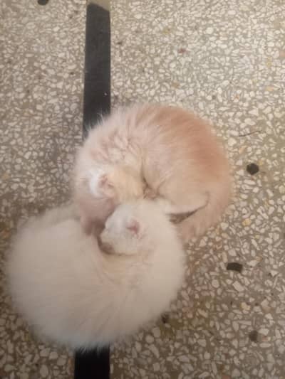 Persian kittens