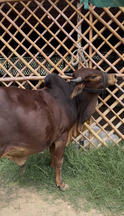 Qb2k26 ke bachre available ha phuttha(280k)