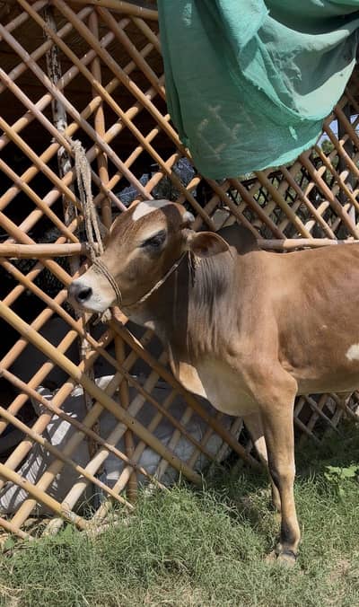Qb2k26 ke bachra available ha
