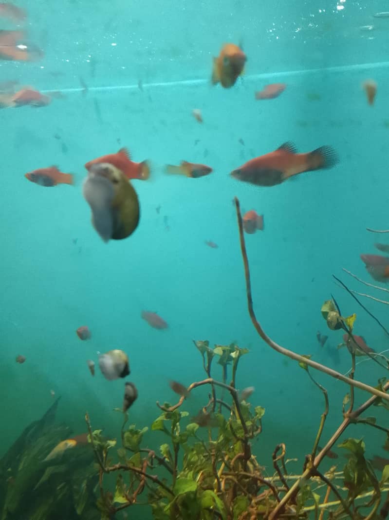 platy 0