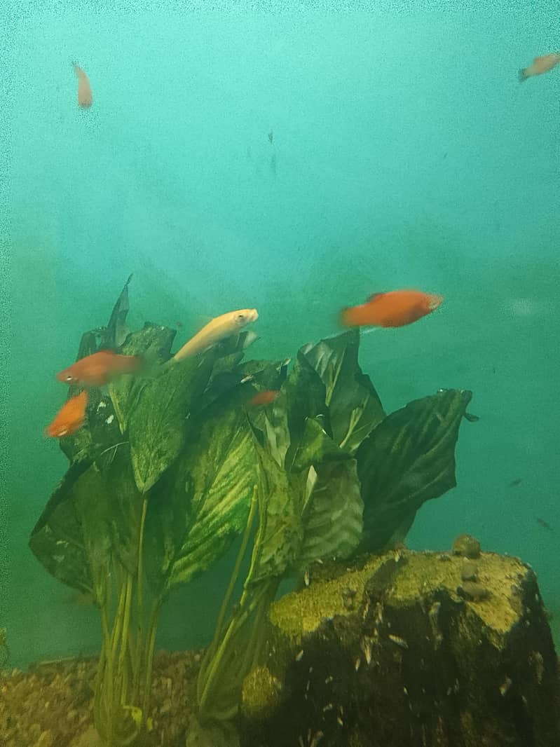 platy 1