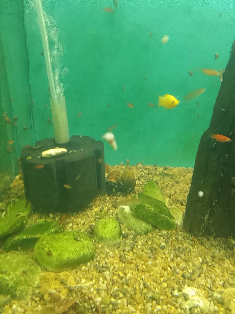 platy 2