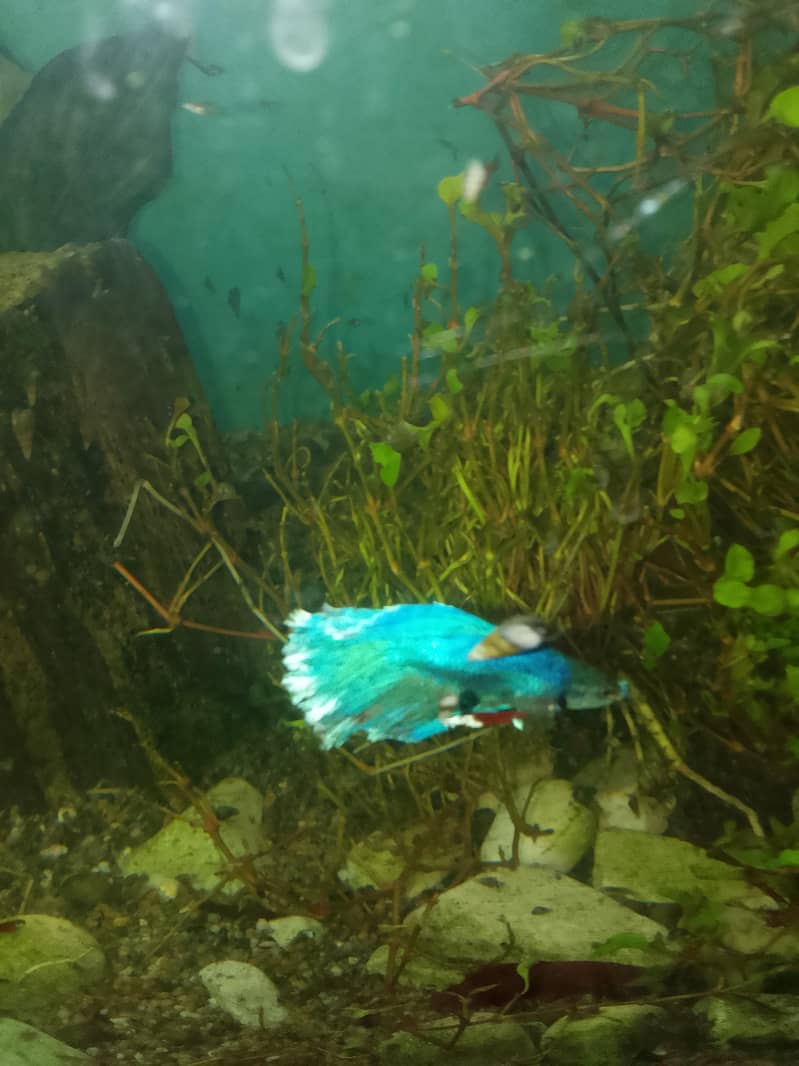 platy 4
