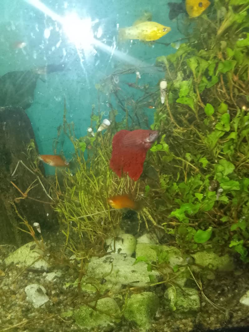 platy 5