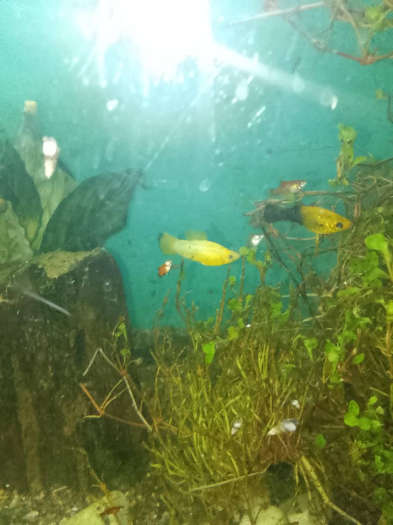 platy 6