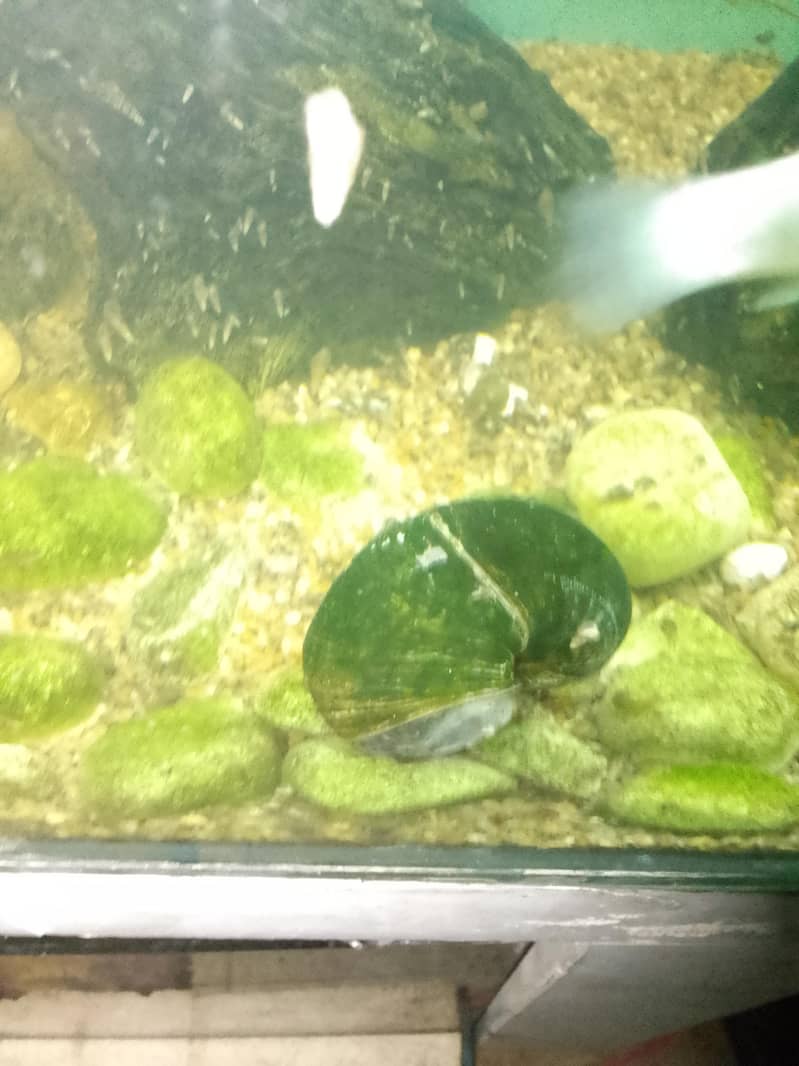 platy 8