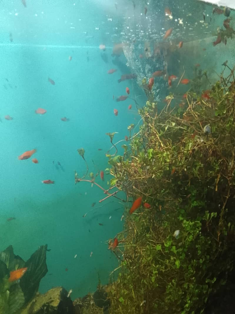 platy 9