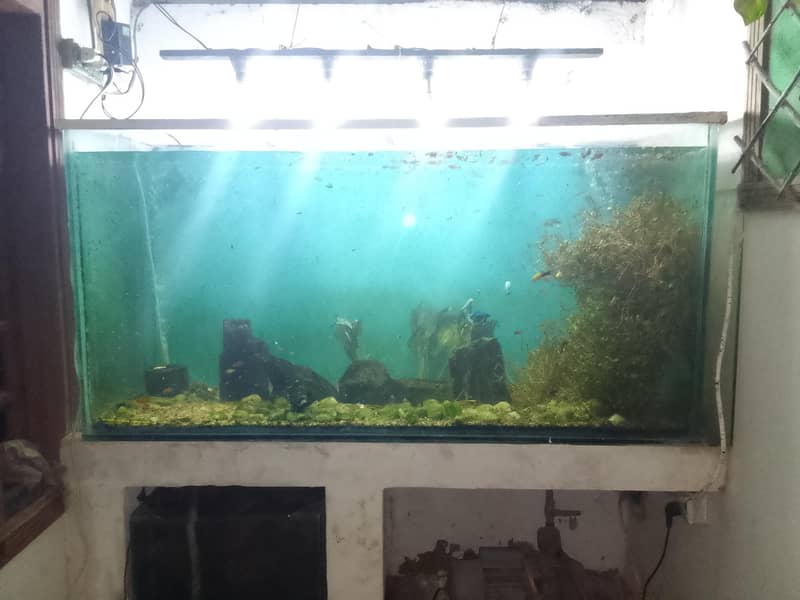 platy 10