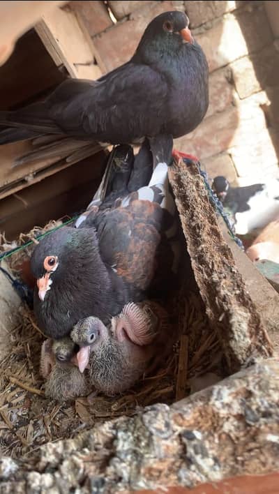 Breeder pair with 2 chiks