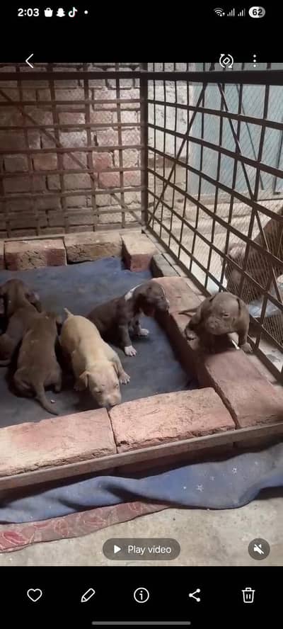 5 females