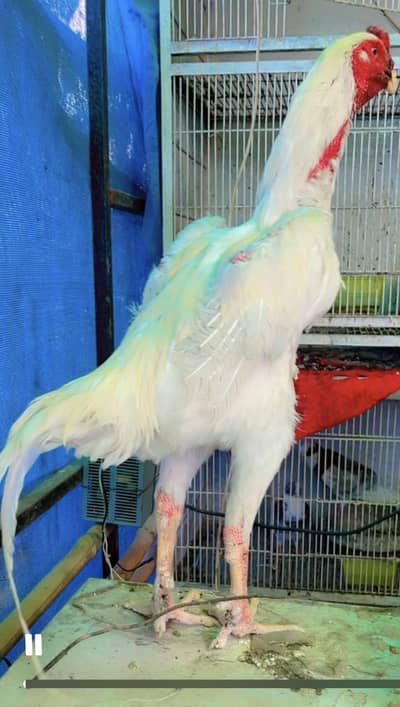 shamo patha top quality