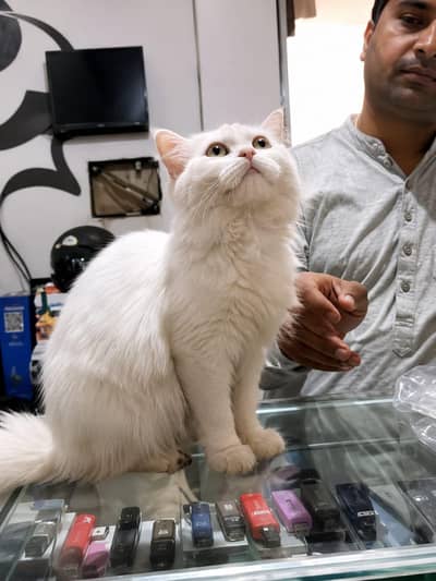 Persian cat