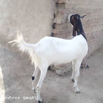 Bakra for qurbani