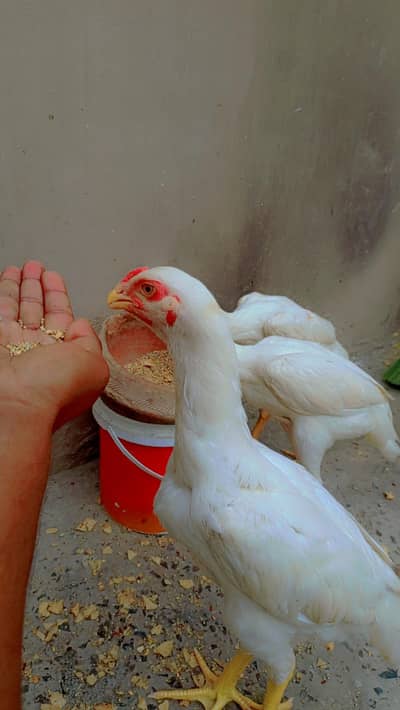 shamo O breed