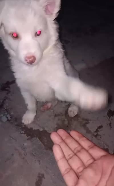 Russain Dog Male Puppies