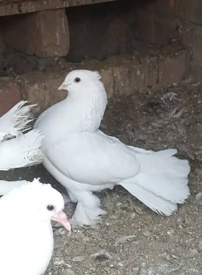 Laka fancy kabotar for sale