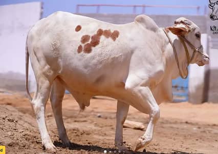 Cow hissa available