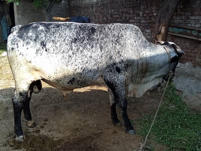 qurbani 2026