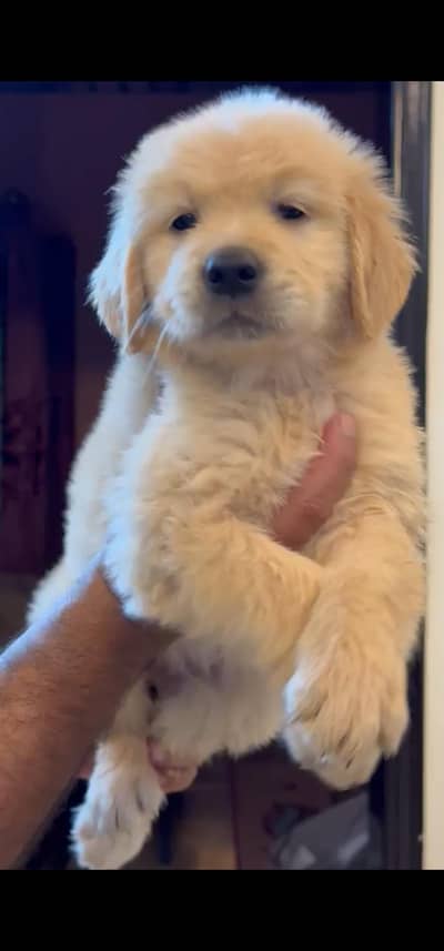 male and female both available