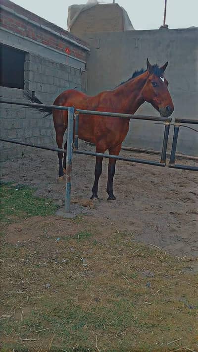 English horse