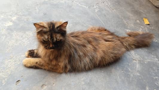 Percian Cat